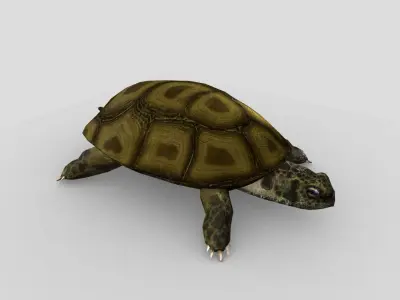 Swamp Turtle Low-poly 3D model