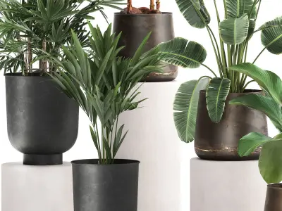 Houseplants in a rust flowerpot for the interior 981 3D model