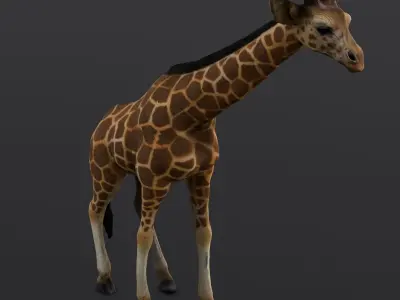Giraffe 3D Model  Low-poly 3D model