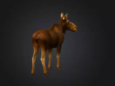Photorealistic Female Moose Low-poly 3D model