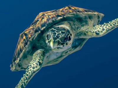 Hawksbill Sea Turtle  3D model