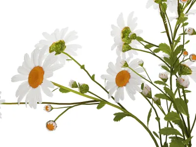 White Flower Bouquet Branch Of Chamomile 525 3D model