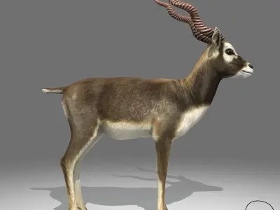 Blackbuck Antelope Low Poly Low-poly 3D model