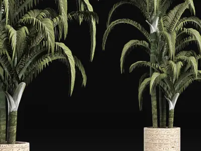 Plants Collection 161 Egyptian Palm 3D model
