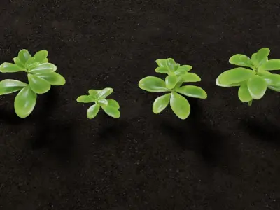Ground Plants sedum confusum clovers Free low-poly 3D model