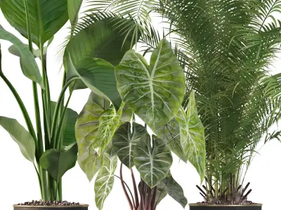 Plants collection 115 3D model