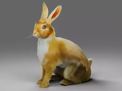 Fur Rabbit V01 Rigged in Blender Low-poly 3D model
