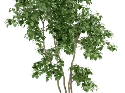 Plants collection 96 3D model