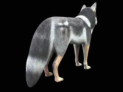 awesome wolf 3D model