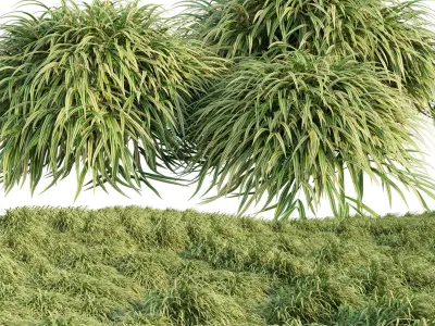 Hakonechloa macra - Japanese forest grass 3D model