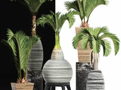 Plants Collection 206 Palms 3D model