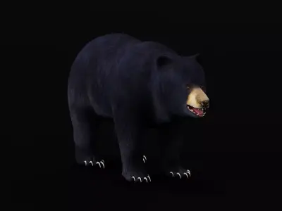 Louisiana Black Bear 3D model