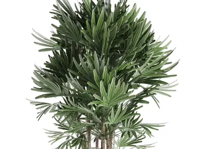 Palm tree Rhapis for the interior in basket 665 3D model