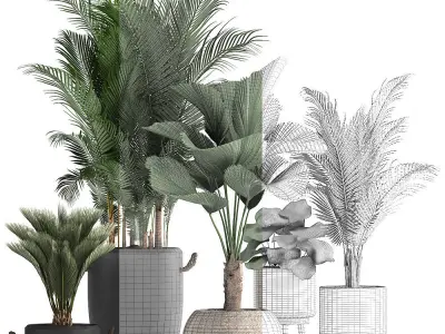 Collection of exotic palm trees in pots 422 3D model