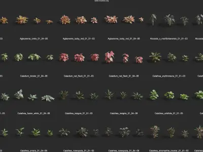 Maxtree Plant Models Vol 62 - Mesh 3D model