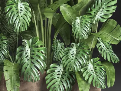 Houseplants in a flowerpot for the interior 937 3D model