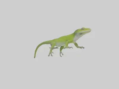 Carolina Anole climbing model Low-poly 3D model