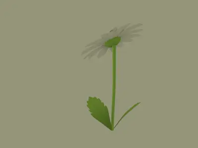 Daisy Flower 3D model