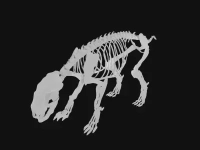 Badger skeleton 3D model