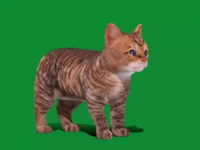 Kitten Toyger Cat Low-poly 3D model