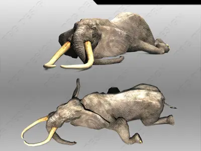African Elephant Low-poly 3D model