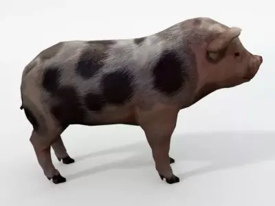 Mini Pig Low-poly 3D model