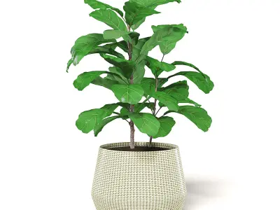 Fig Plant 3D Model in Wicker Basket 3D model