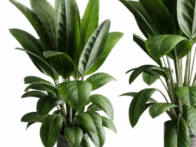  Ficus elastica indoor plant 525 3D model