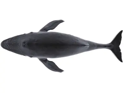 Blue Whale 3D model