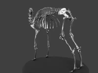 Silver Camel Skeleton 3D model