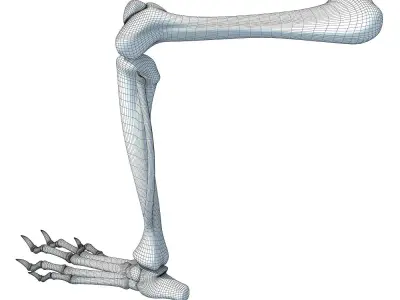 Rat Animal Leg Skeleton  3D model