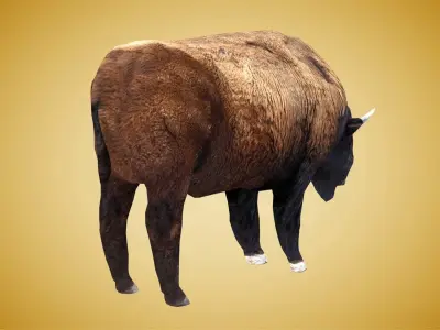 American Bison Buffalo Low-poly 3D model