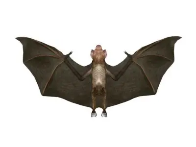 Vampire Bat Low-poly 3D model