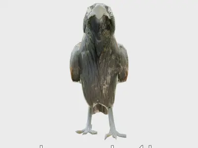 Chihuahuan Raven 3D Model with Desert Adaptation Features Low-poly 3D model