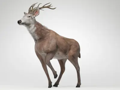Animated Lowpoly Fur Deer Stag   Low-poly 3D model