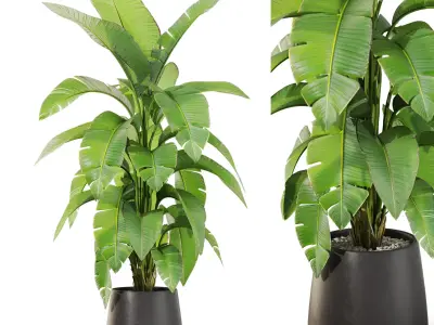 Plants collection vol 44