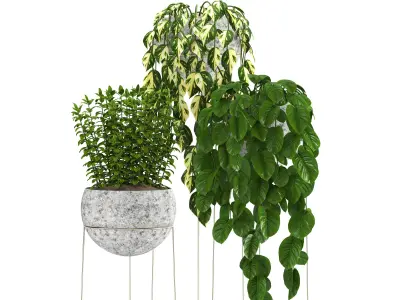indoor plant set036 3D model