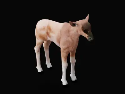 Young Wildebeest Gnu Antelope Low-poly 3D model