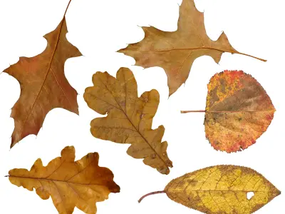 Realestic Car Animation in Blender 3D model