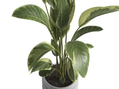 indoor plant 033 3D model