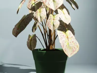 Indoor plants caladium Low-poly 3D model