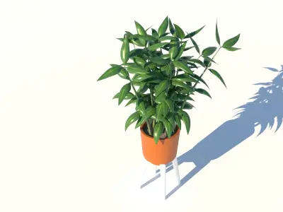 Dracaena and Pot 3D model