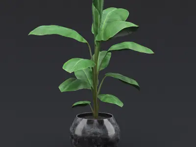 Cavendish Banana Plant II 3D model