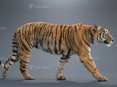 Bengal Tiger Animation - Blender 3D Model 3D model