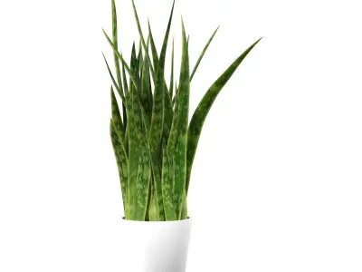 Sansevieria snake plant 3D model
