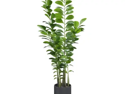 Zanzibar Gem Plant  PBR 3D model