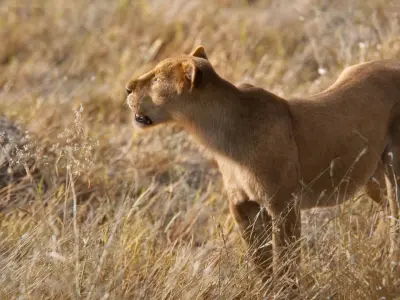 Female Lion Animated VFX Grace   3D model