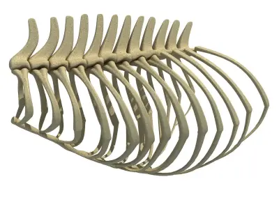 Anatomical Bear Rib Cage 3D model