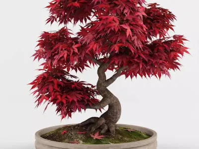 Bonsai Japanese Maple tree 3D model