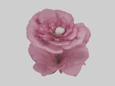 Dianthus model Low-poly 3D model